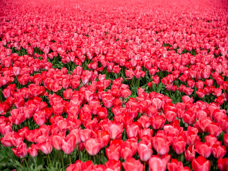 Flower fields around Lisse